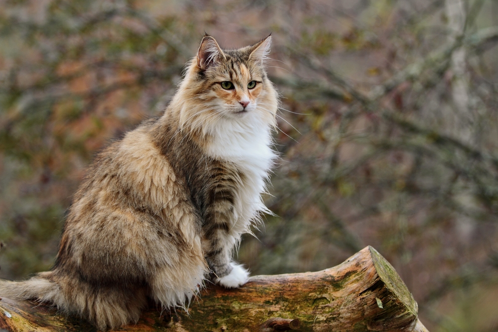 Everything You Need To Know About The Norwegian Forest Cat CatSmart